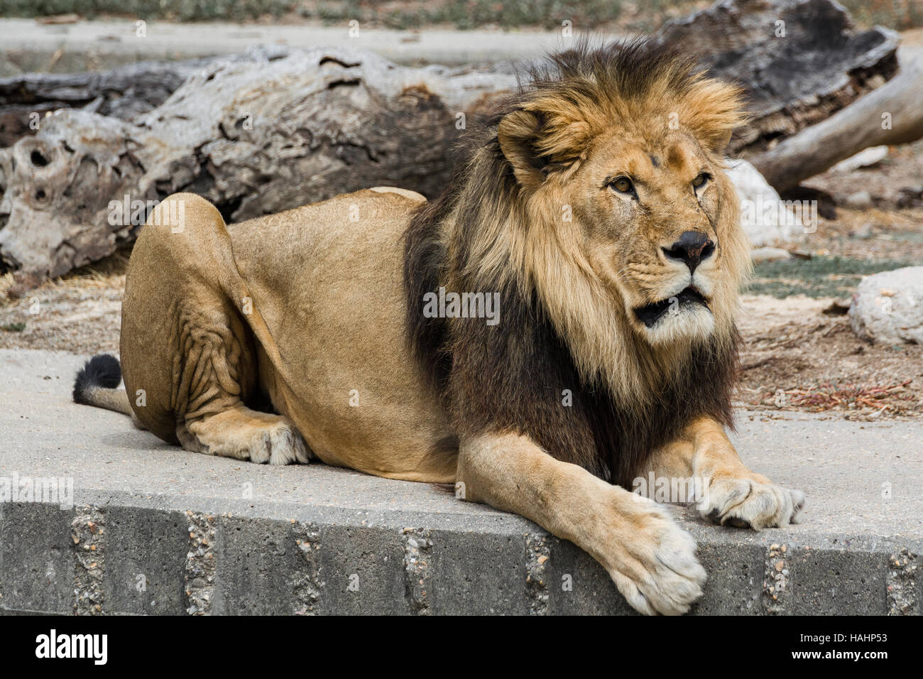 The lion king Stock Photo Alamy
