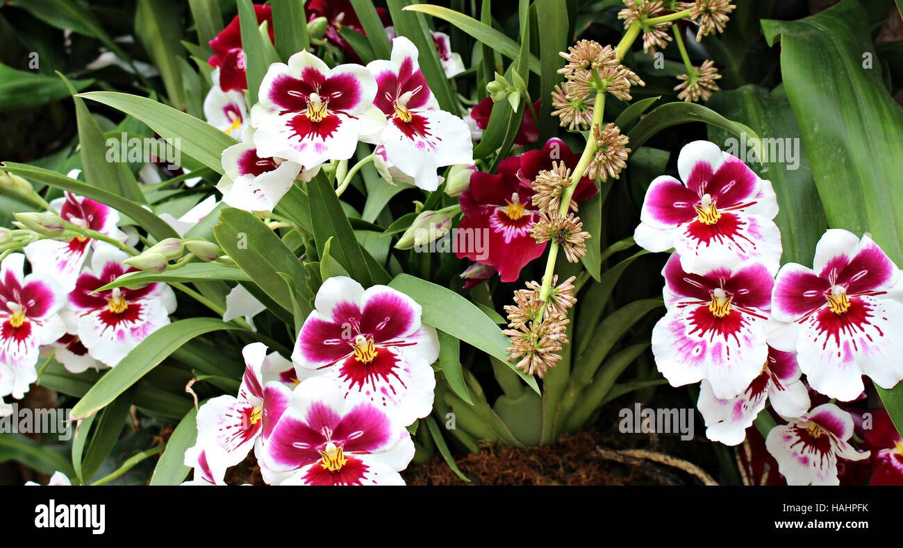 Close up of a cluster of Miltonia White Truffle Bright Eye Orchids and Miltoniopsis Lennart Karl Gottling Red Rim Orchids in differing stages of bloom Stock Photo