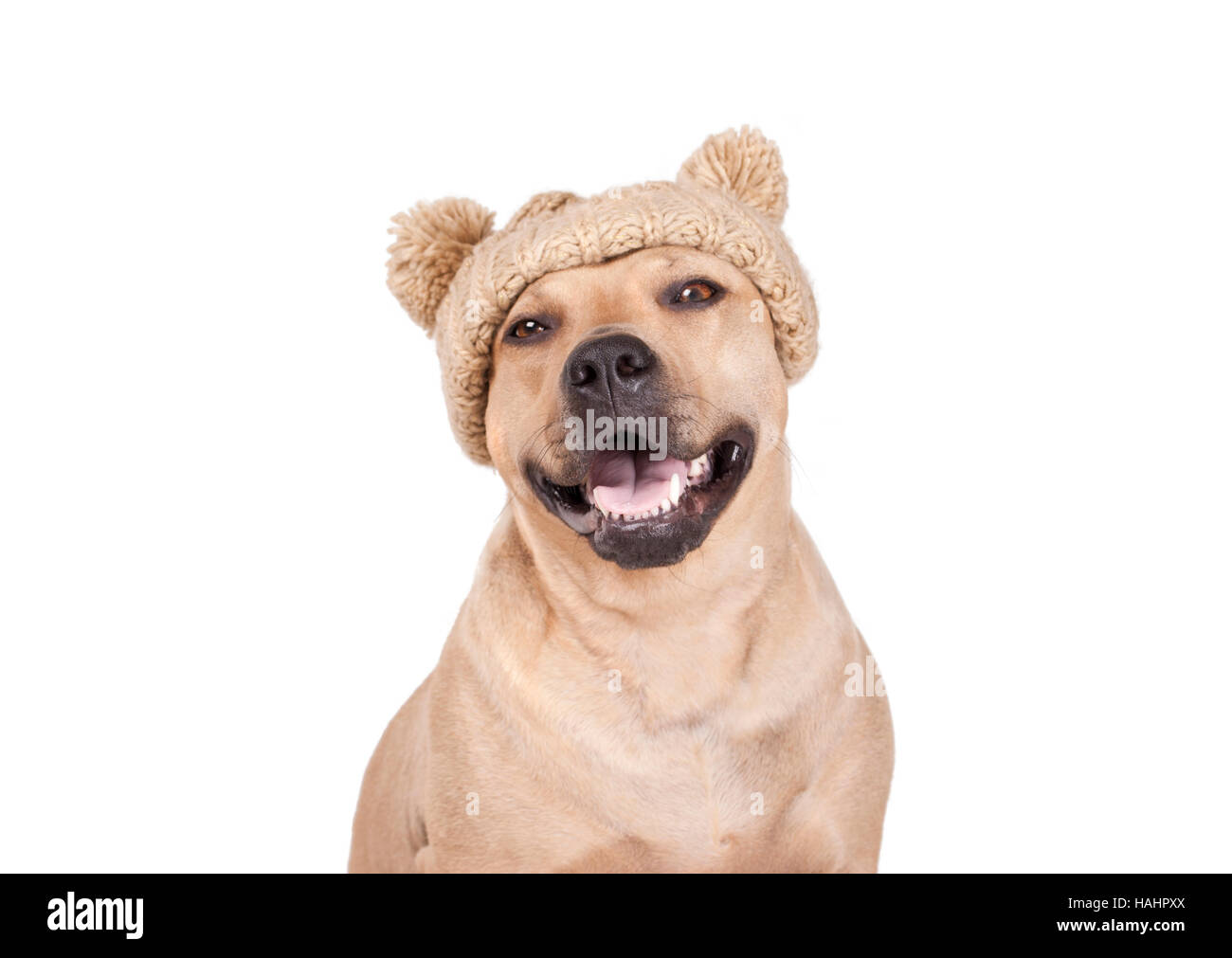 american pitbull terrier dog smiling and wearing knitted hat Stock Photo