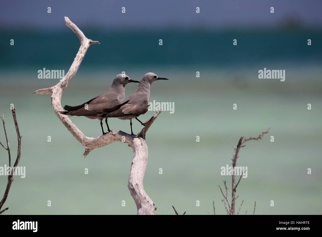 Couple of Grey Noddy birds perched on a dry branch, Christmas (Kiritimati) Island, Kiribati Stock Photo