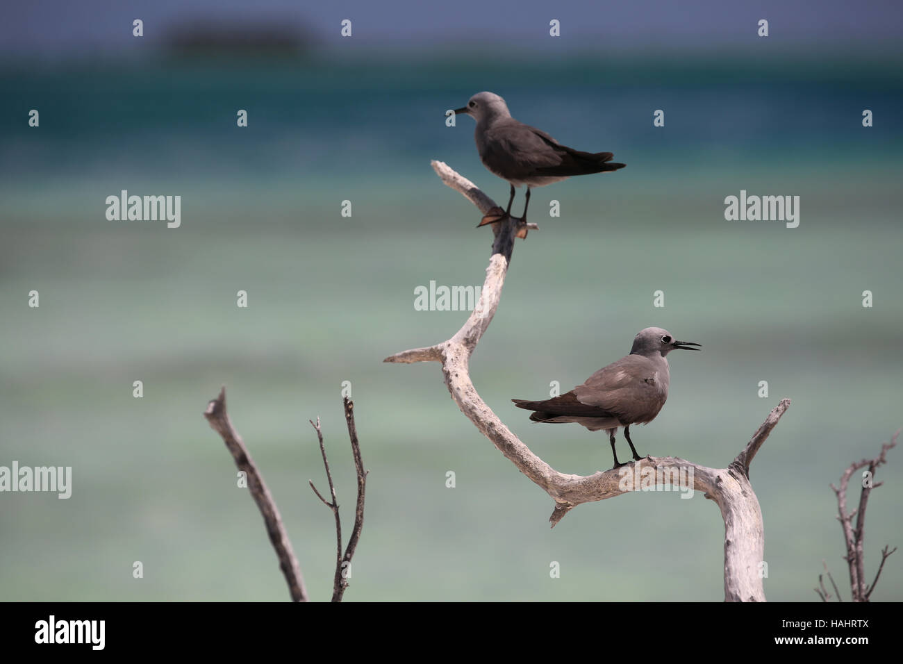 Couple of Gray Noddy birds perched on a dry branch, Christmas (Kiritimati) Island, Kiribati Stock Photo