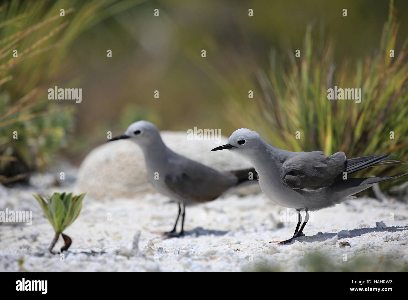 Couple of Grey Noddy birds sitting on a beach, Christmas (Kiritimati) Island, Kiribati Stock Photo