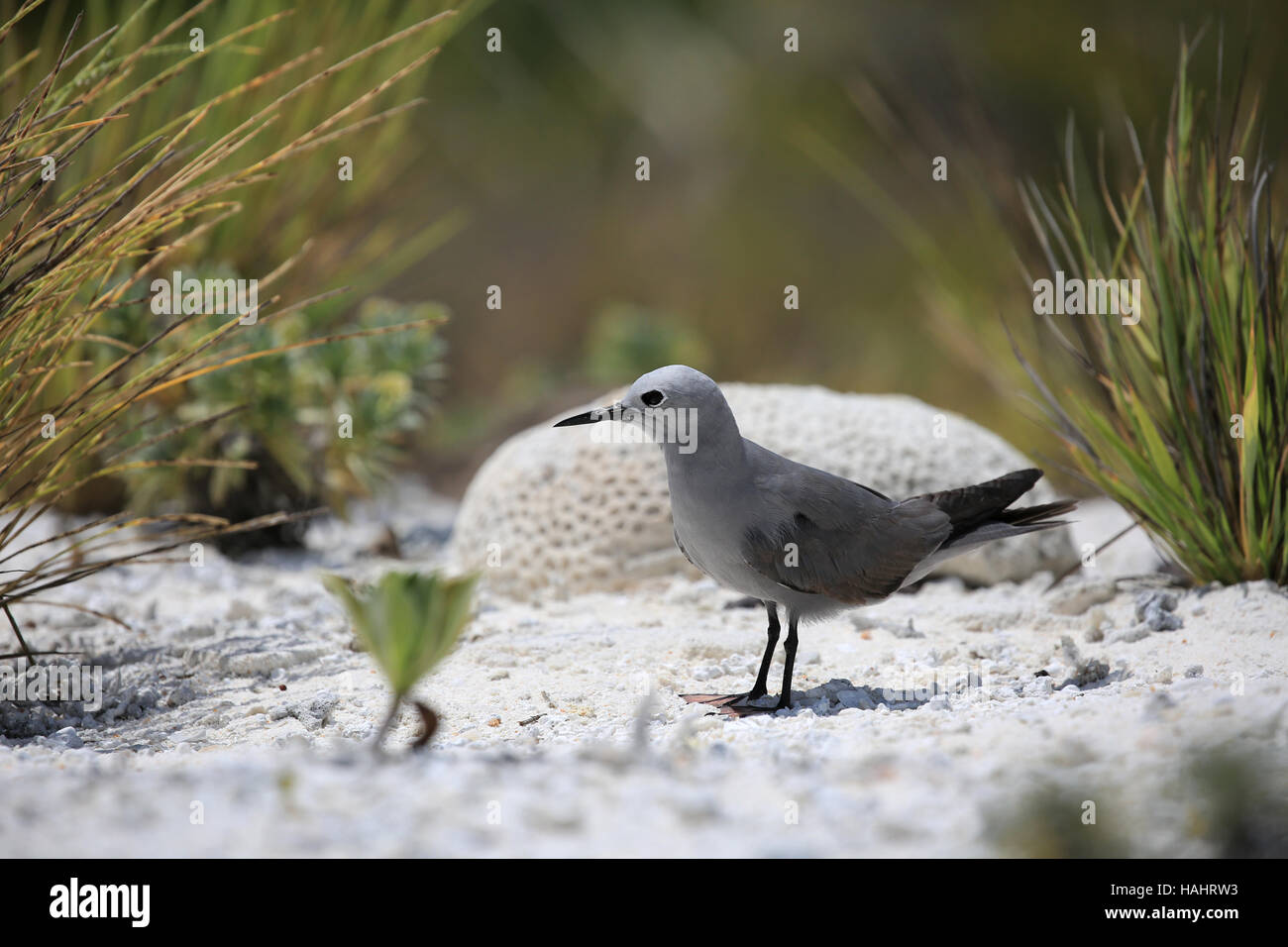 Grey Noddy bird sitting on a beach, Christmas (Kiritimati) Island, Kiribati Stock Photo