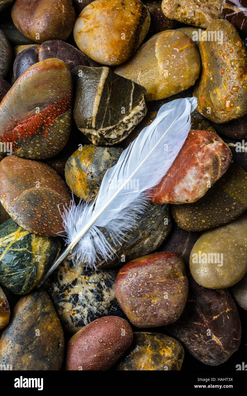White Feather On River Stones Stock Photo