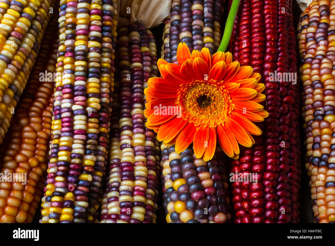Daisy On Indian Corn Stock Photo