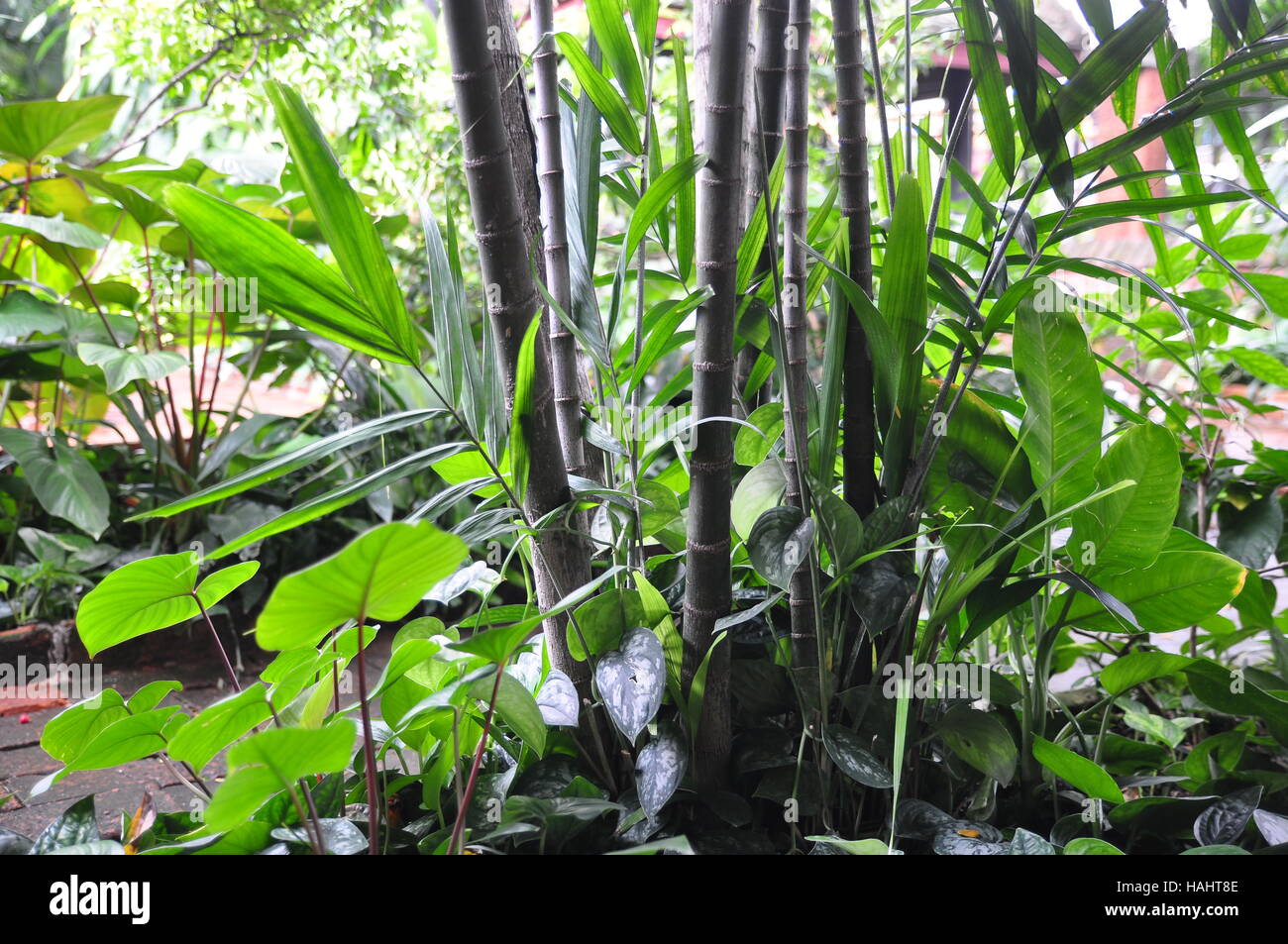 Green tropical garden in asia Stock Photo - Alamy