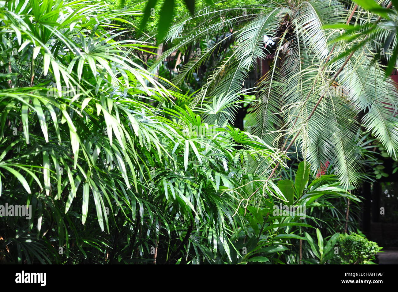 Green tropical garden in asia Stock Photo - Alamy