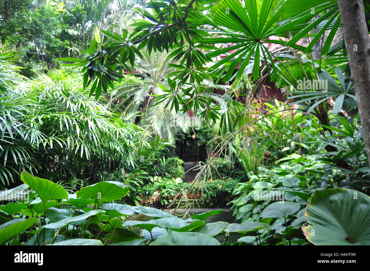 Green tropical garden in asia Stock Photo - Alamy