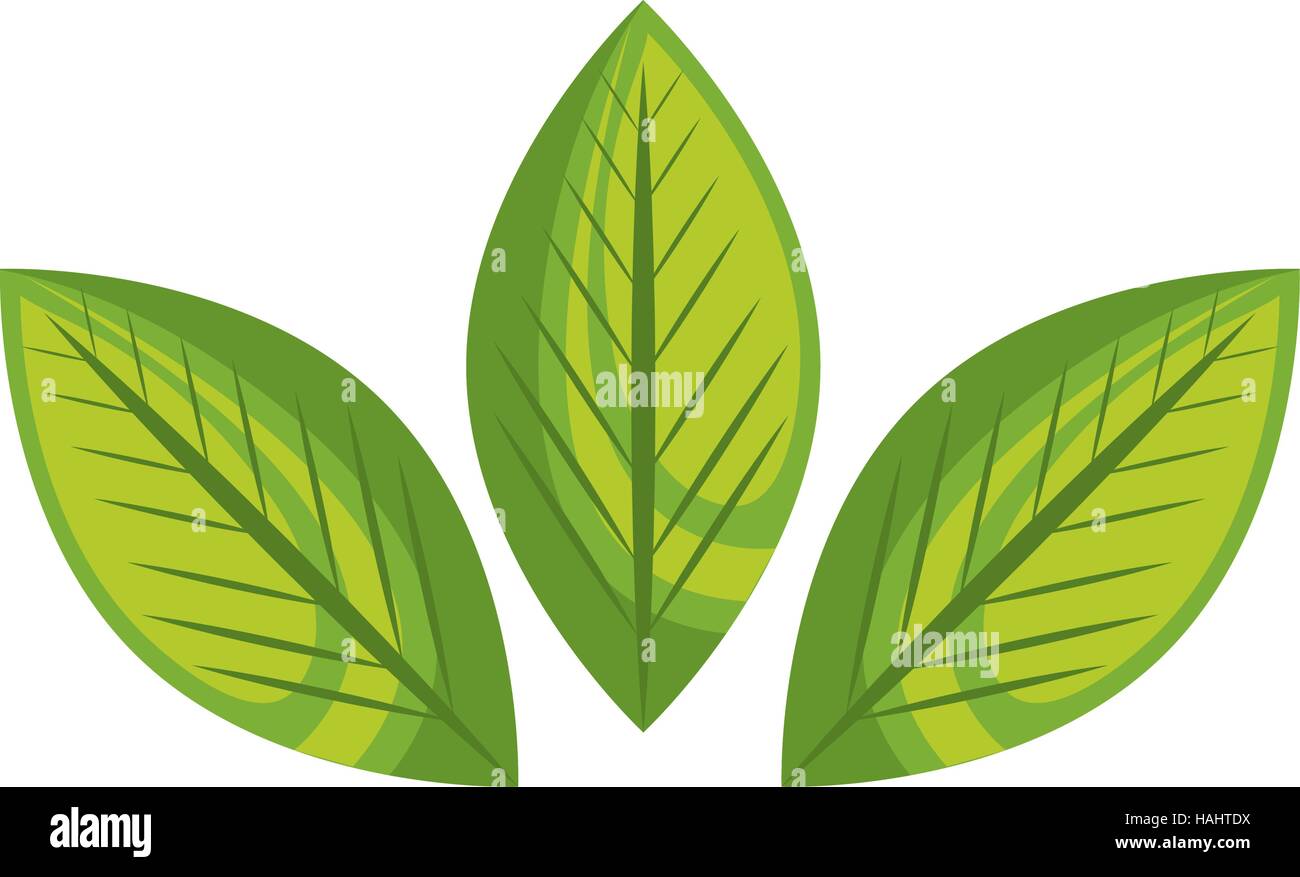 leafs plant ecology symbol vector illustration design Stock Vector ...