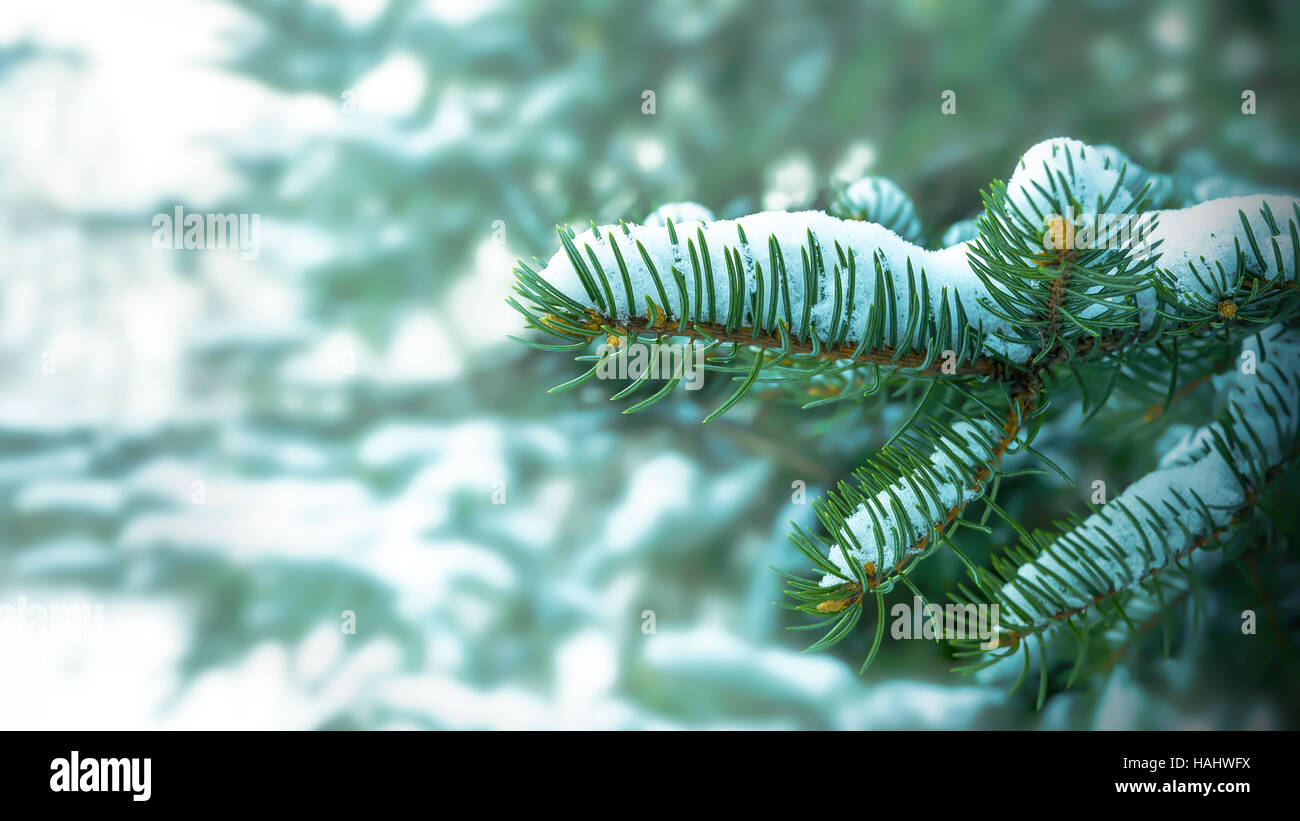 Snow-covered fir branch in winter forest. Christmas greeting background. Copy space. Stock Photo