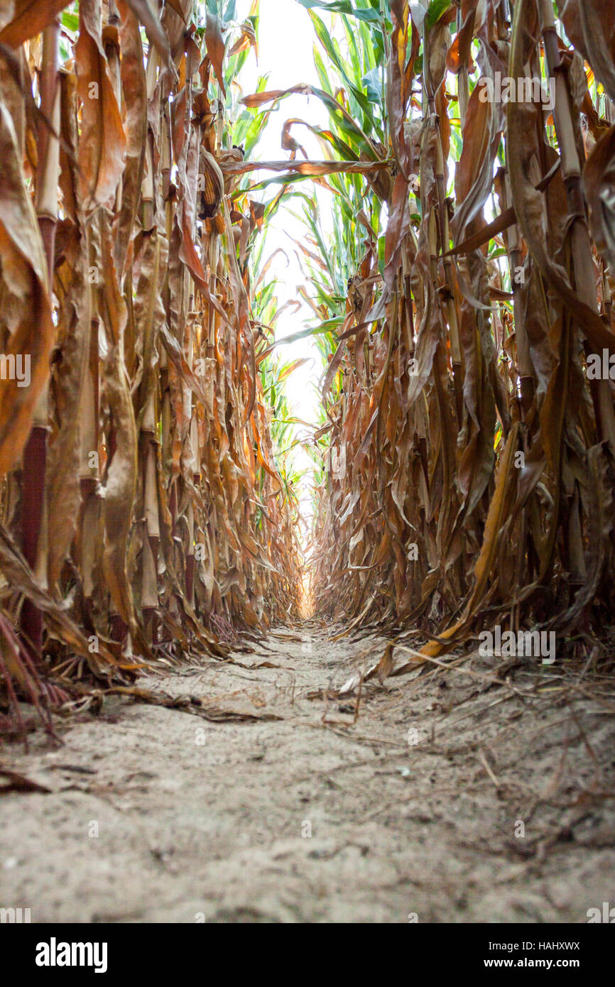 Corn fields ready to harvest. Vigevano, Lombardy. Italy Stock Photo Alamy