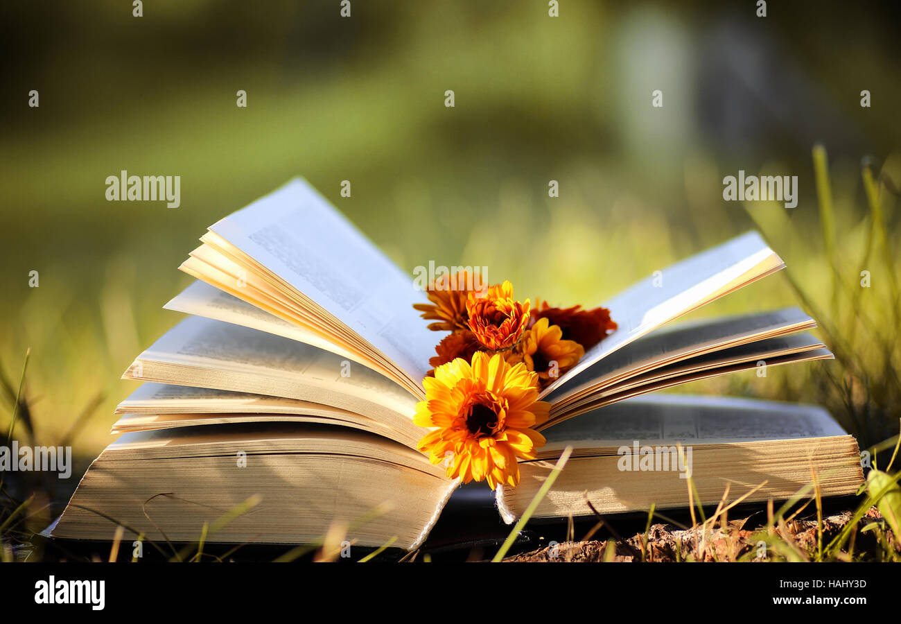 opened book in yellow autumn Stock Photo - Alamy