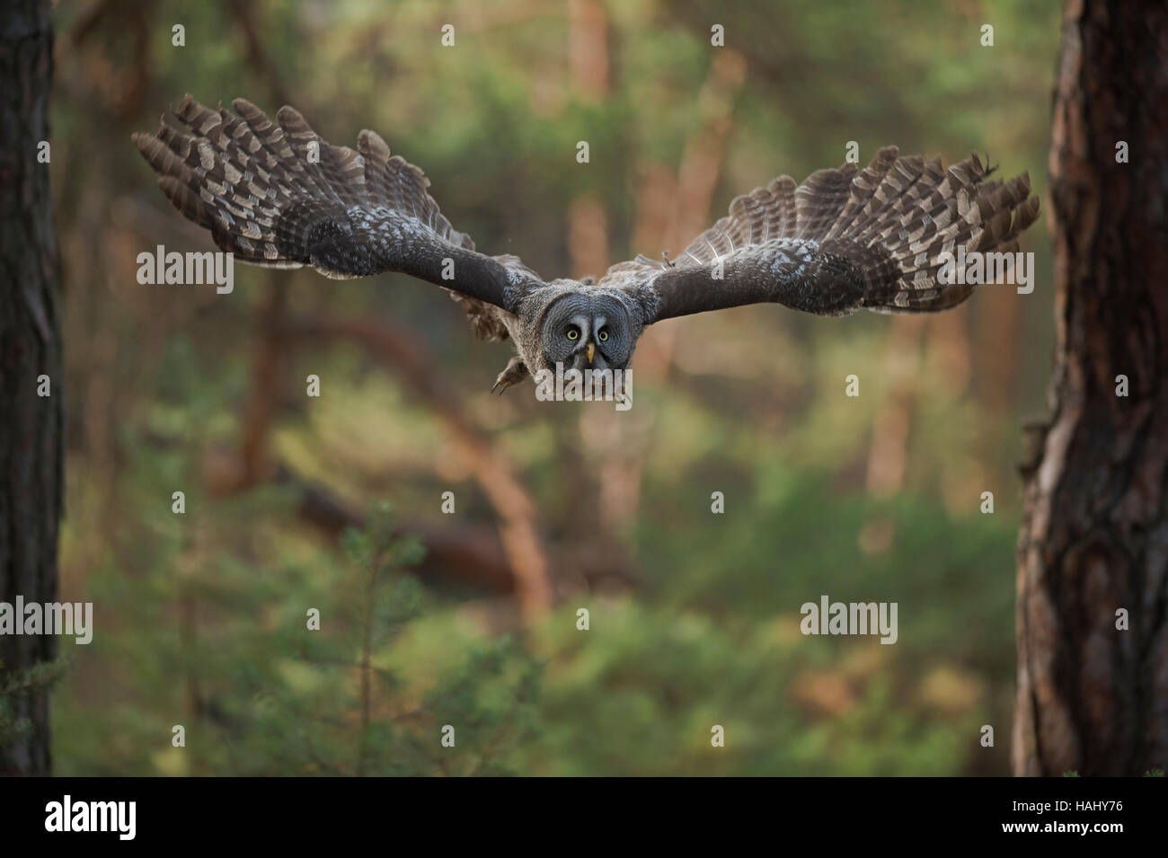 Great Grey Owl / Bartkauz ( Strix nebulosa ) in flight, wide open wings, wingspan, through coniferous woods. Stock Photo