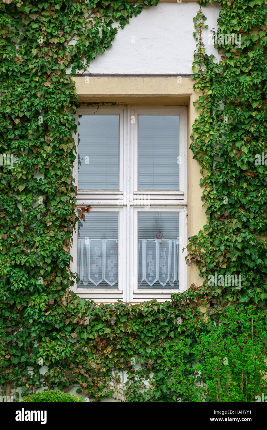 A window of the tenement house overgrown by ivy. Stock Photo