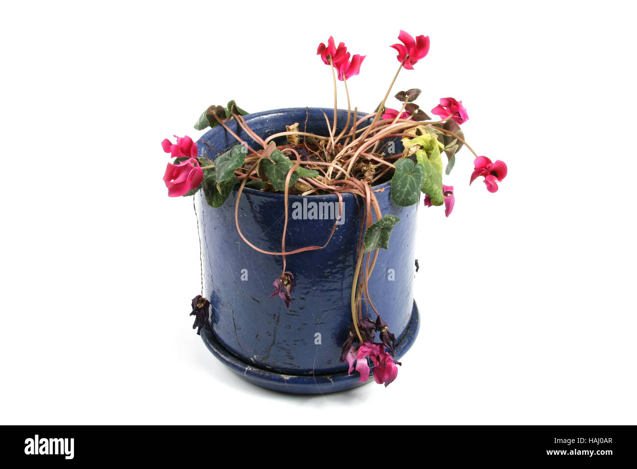 Flowerpot of wilted flowers Stock Photo