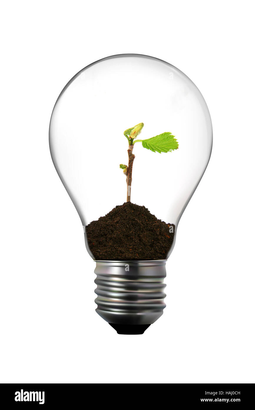 Renewable energy: light bulb with green plant inside Stock Photo