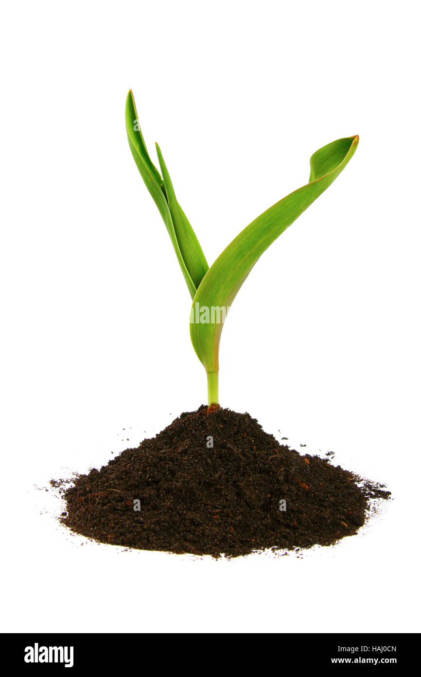 new sprout and dirt isolated on white Stock Photo