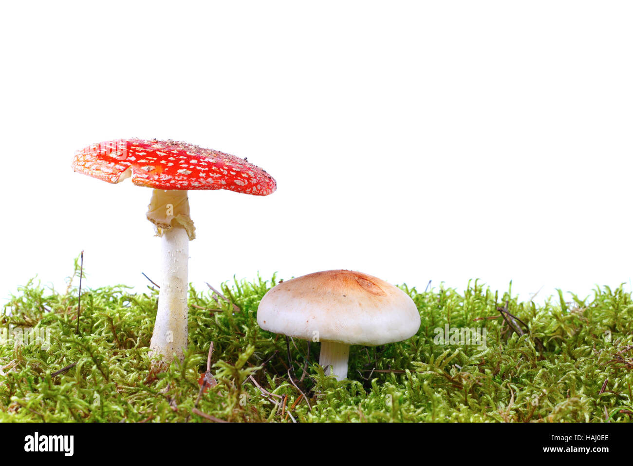 Mushrooms in moss Stock Photo