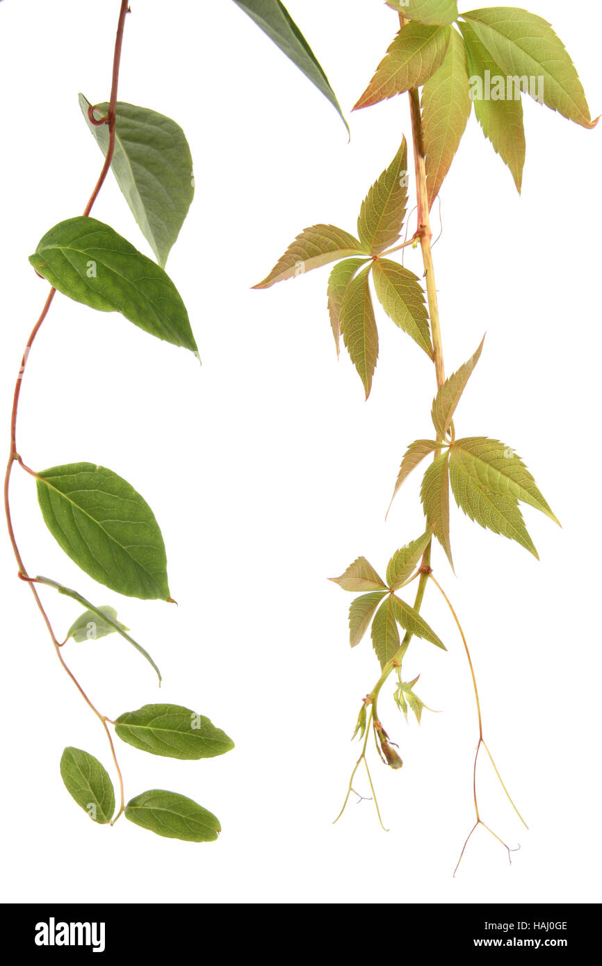 Two kind of creeper plants Stock Photo Alamy