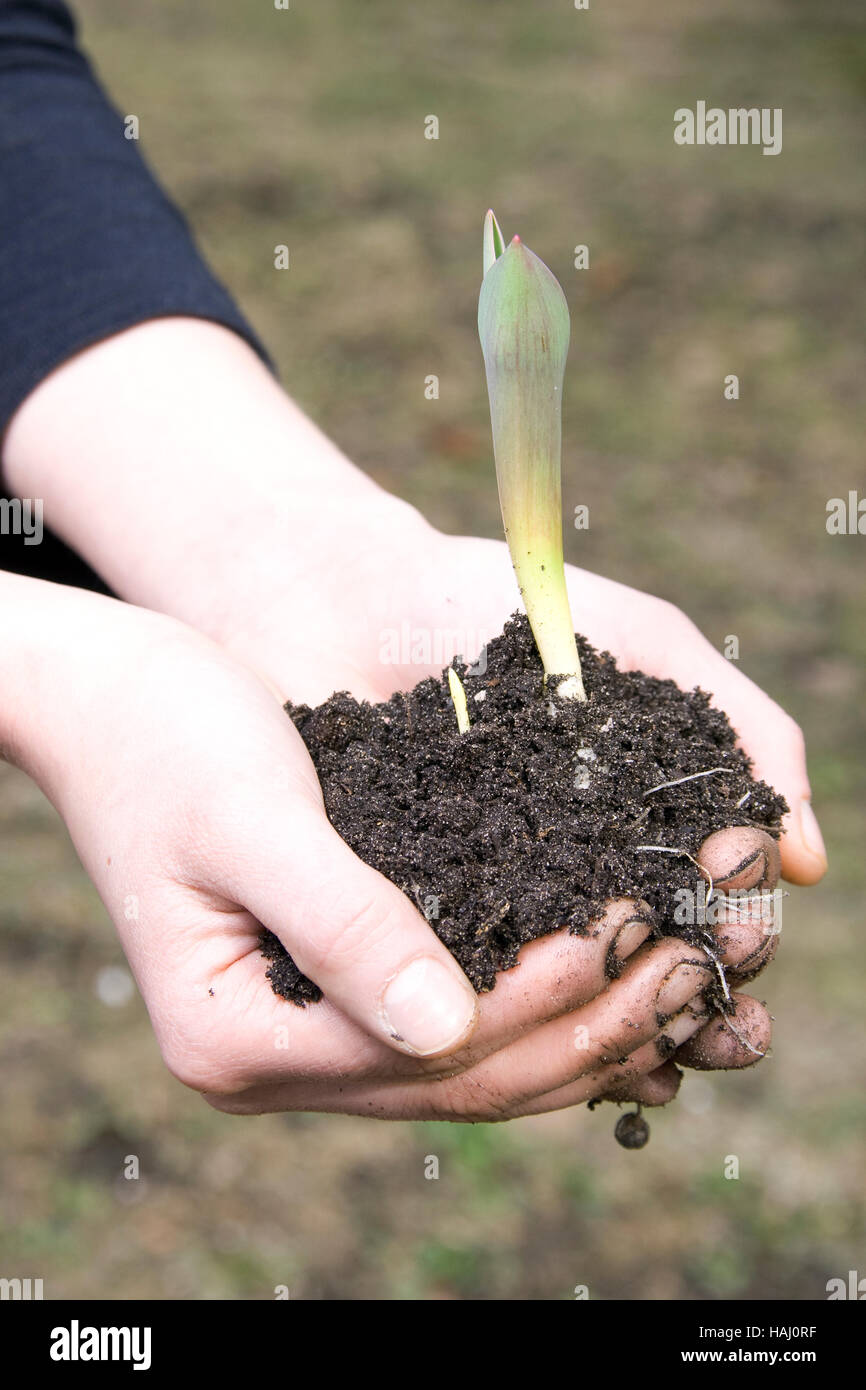 plant with dirt in hands Stock Photo