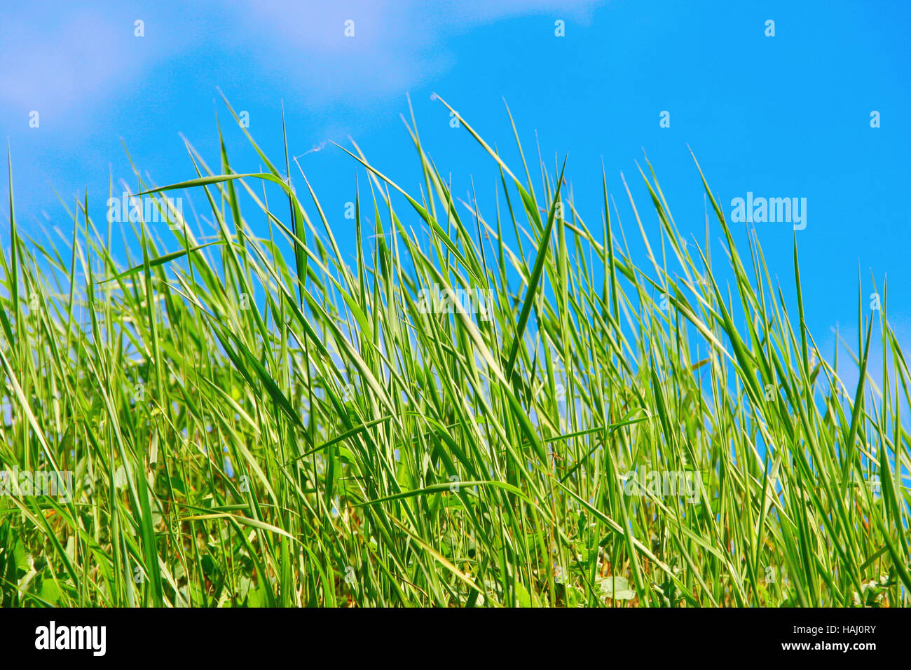 long green grass Stock Photo