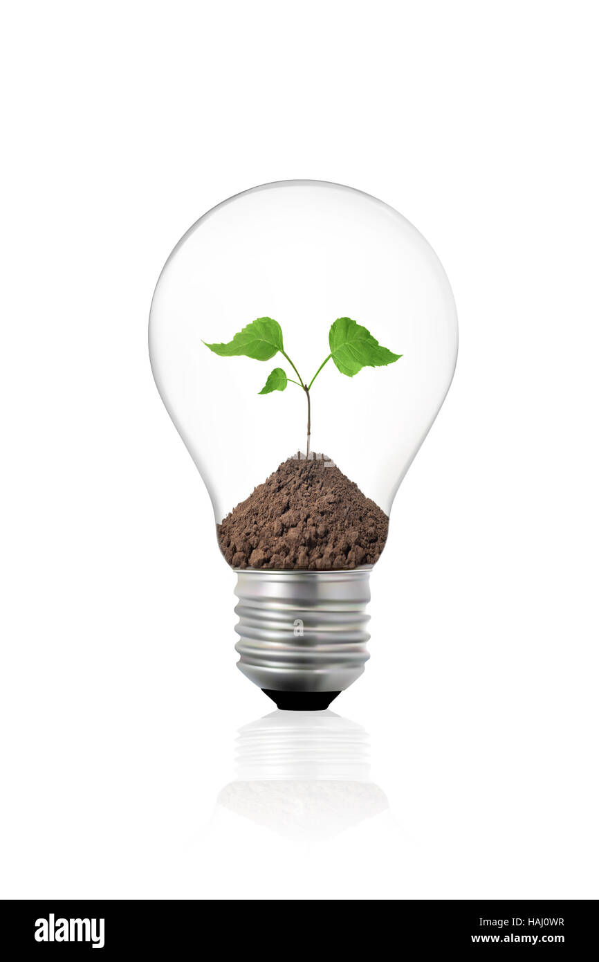 Eco concept: light bulb with green plant inside Stock Photo