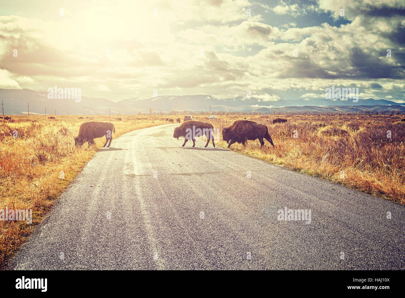 Retro toned Herd of American bison (Bison bison) crossing road in Grand Teton National Park at sunrise, Wyoming, USA. Stock Photo