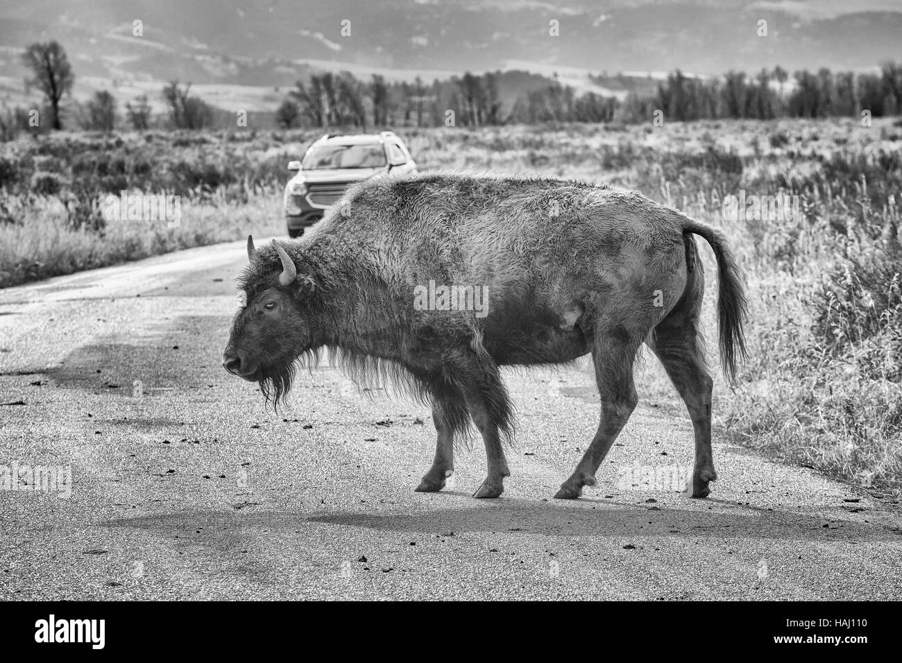 Black and white photo of an American bison crossing road in Grand Teton National Park, Wyoming, USA. Stock Photo