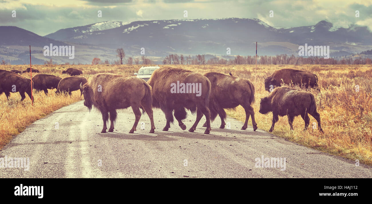 Retro toned Herd of American bison (Bison bison) crossing road in Grand Teton National Park at sunrise, Wyoming, USA. Stock Photo