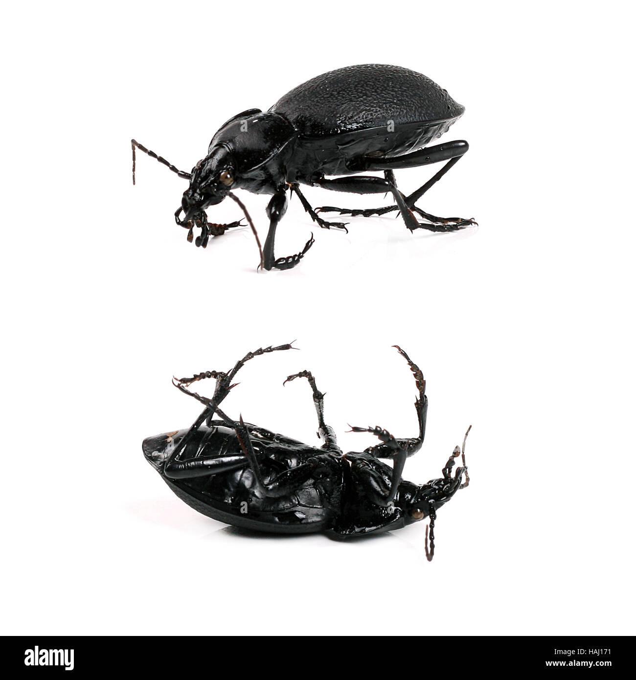 Black and white beetle hi-res stock photography and images - Alamy