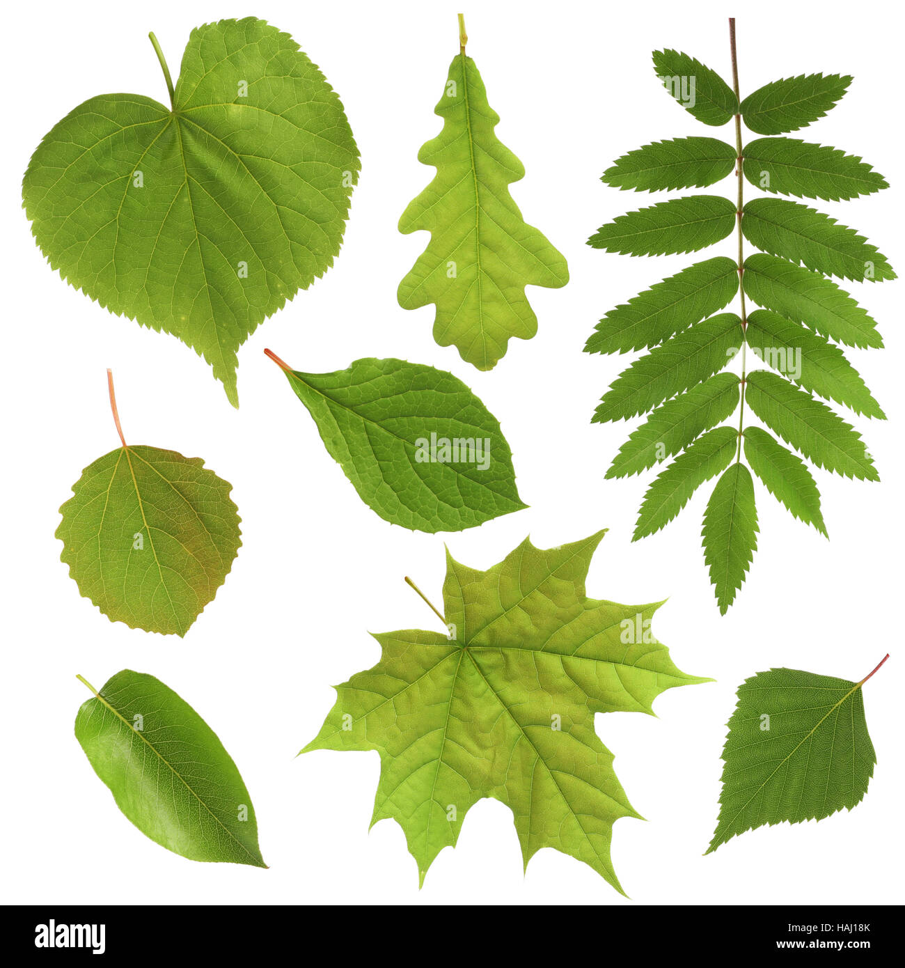 green leaves isolated on white background Stock Photo