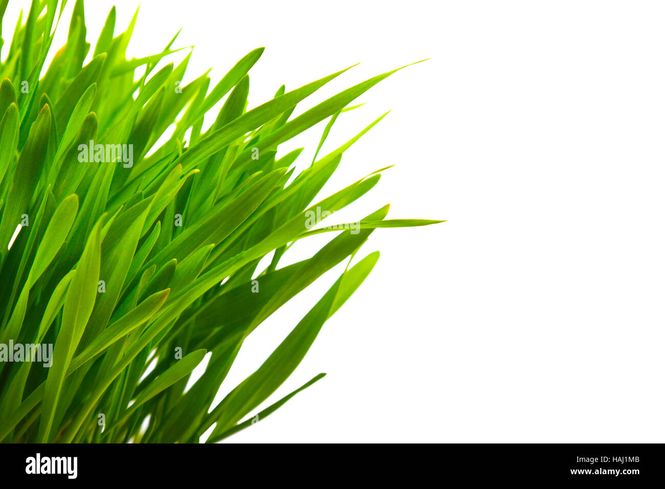 close up of green grass isolated on white with copy space Stock Photo