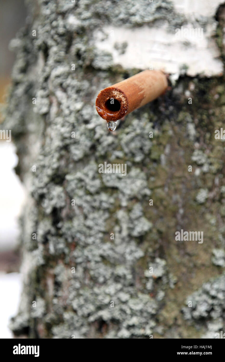 collecting birch juice Stock Photo Alamy
