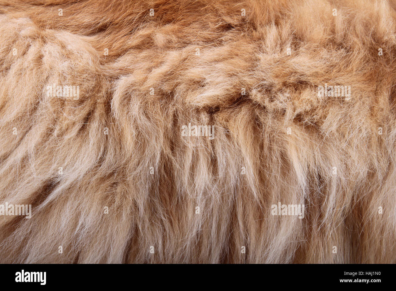 fluffy animal fur texture Stock Photo