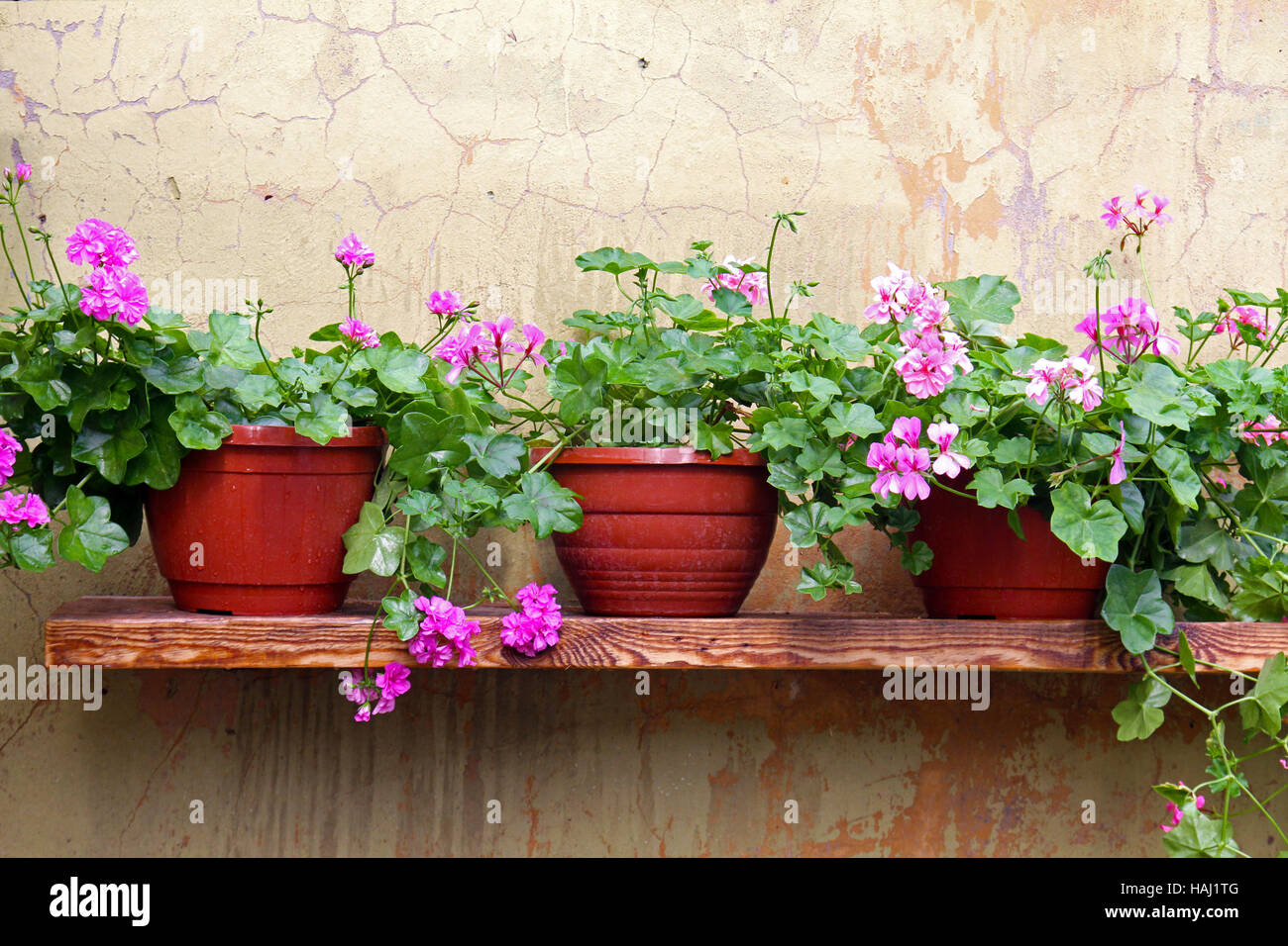 flower pot on a shelf on the wall Stock Photo