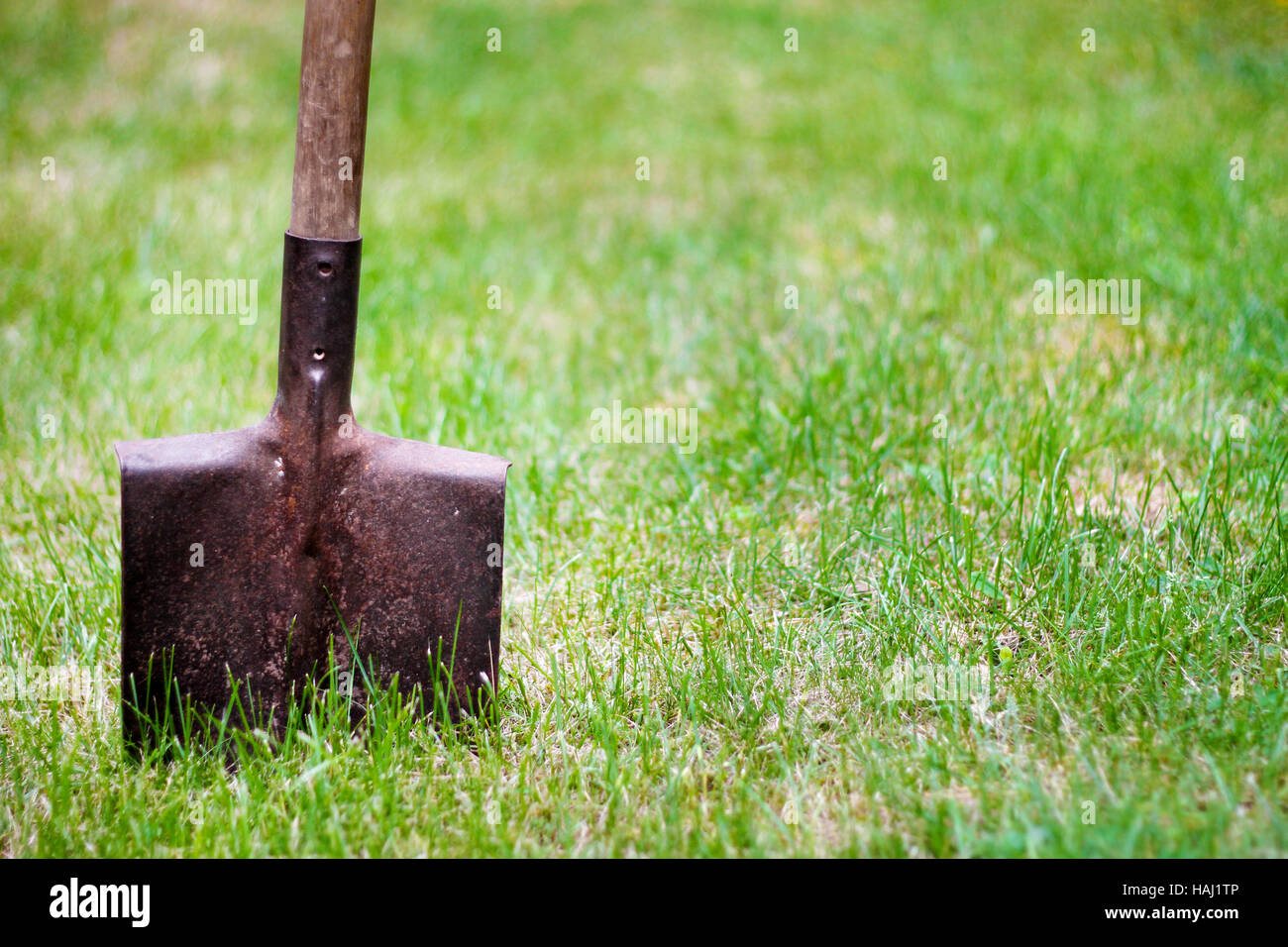 shovel in green grass Stock Photo