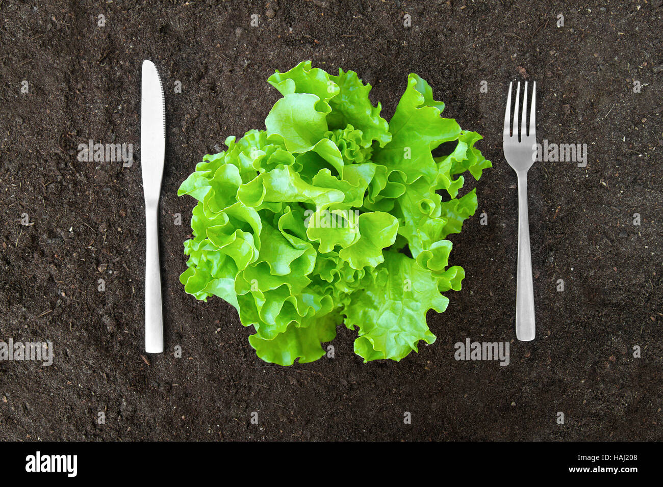 butter lettuce salad in soil with fork and knife Stock Photo