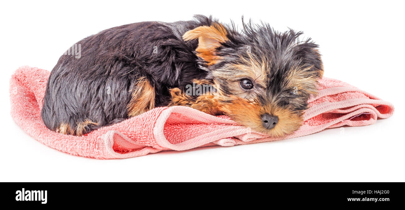Sad and tired Yorkshire terrier puppy resting on pink carpet isolated on white background. Stock Photo
