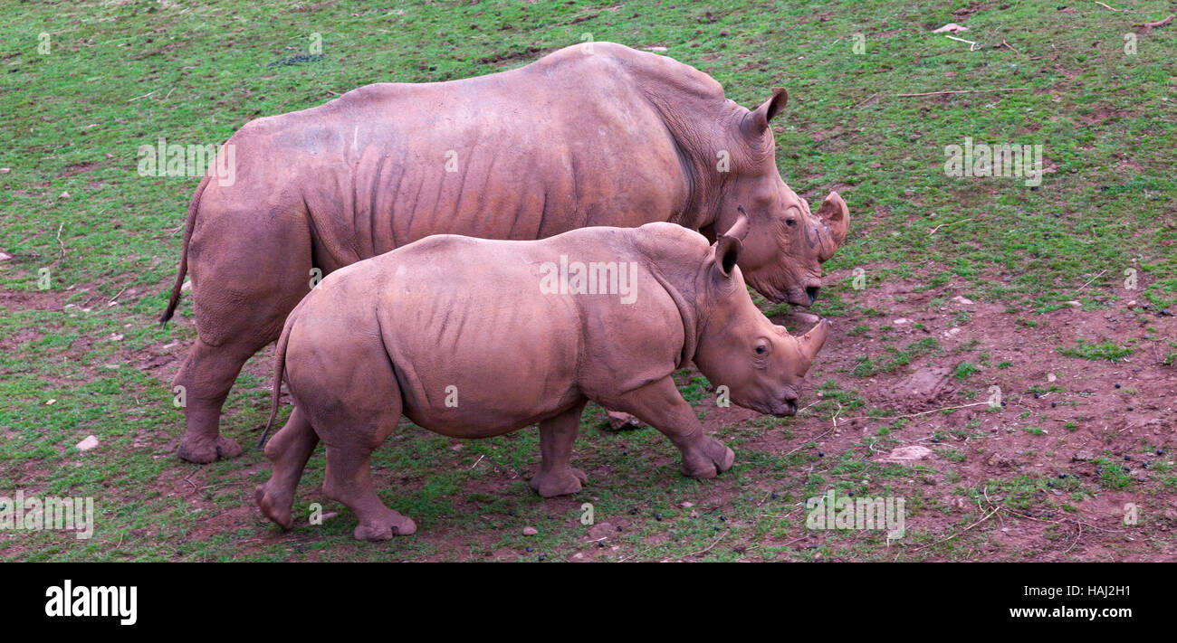 South Lakes Wildlife park Stock Photo - Alamy