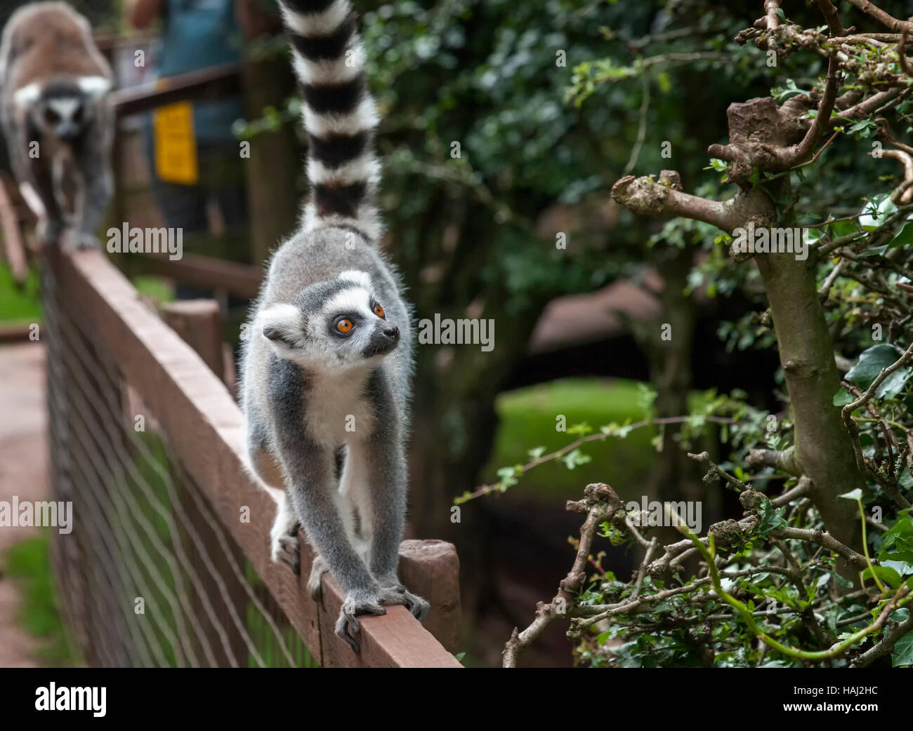 Ring tailed lemurs of the south lakes animal park Stock Photo