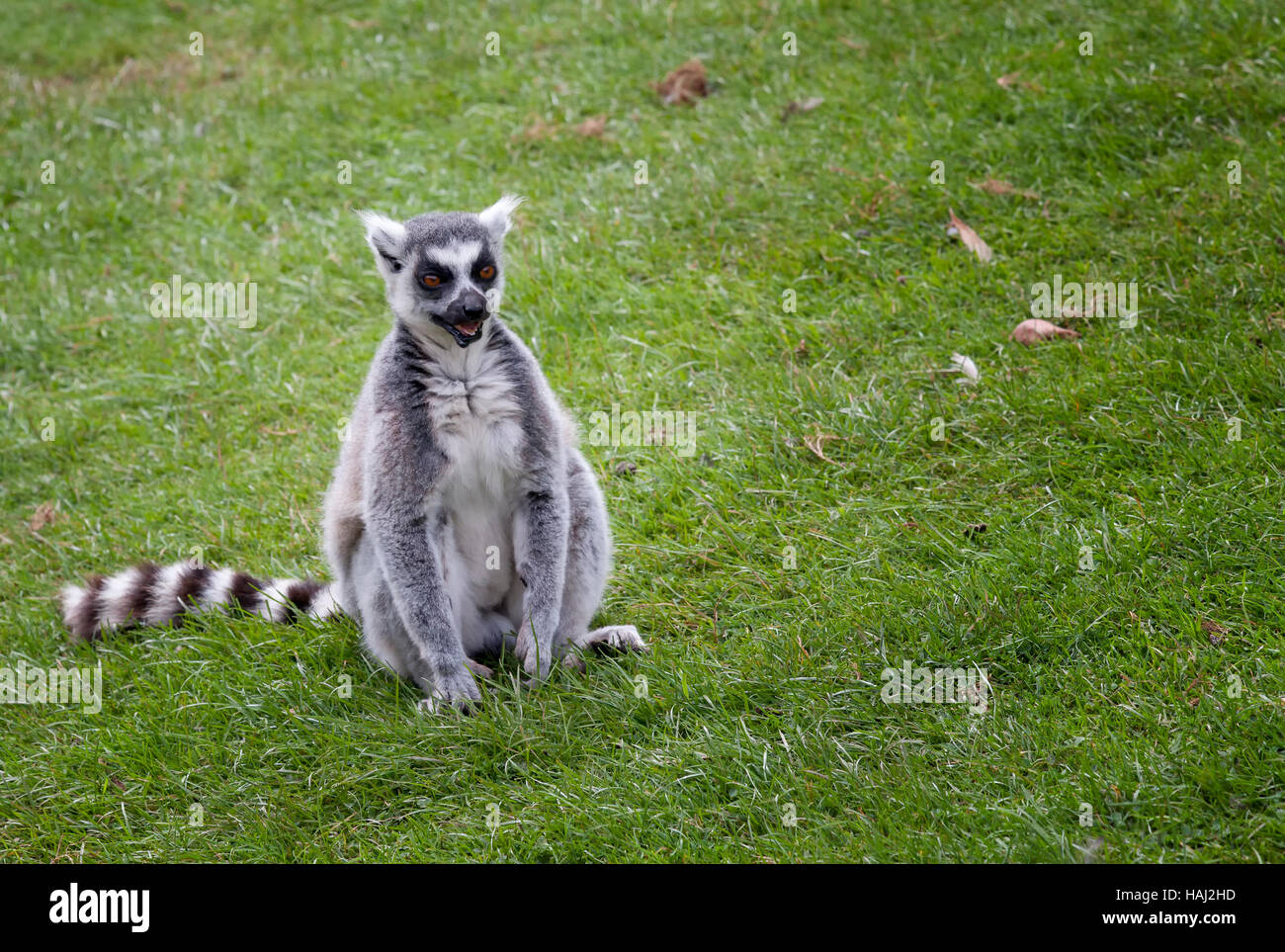 Ring tailed lemurs of the south lakes animal park Stock Photo