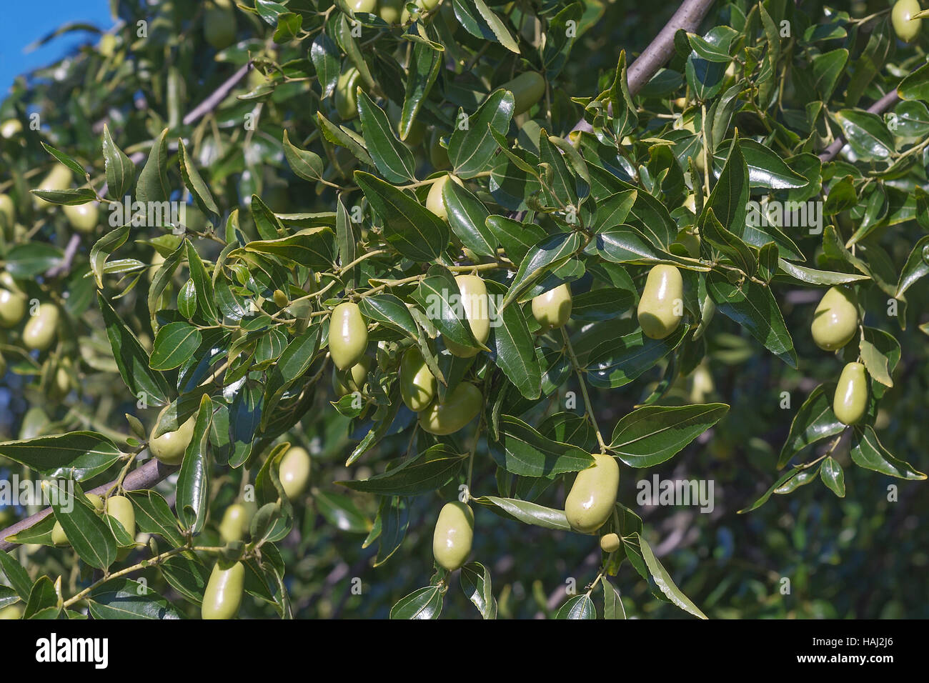 Jujube tree with fruits Stock Photo - Alamy
