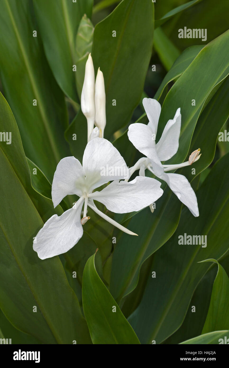 White ginger lily flowers Stock Photo
