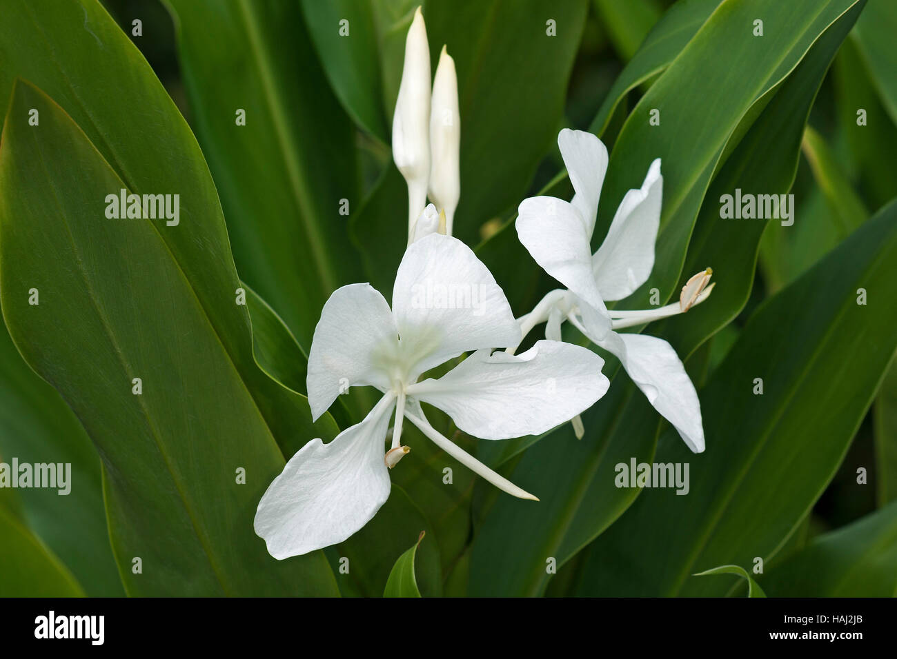 White Ginger Lily Flowers Stock Photo Alamy