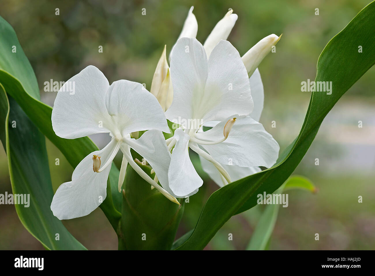 White ginger lily flowers Stock Photo Alamy