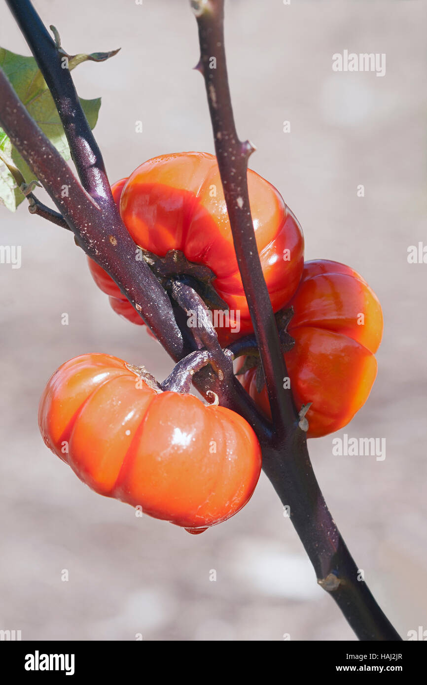 Pumpkin on a stick Stock Photo Alamy