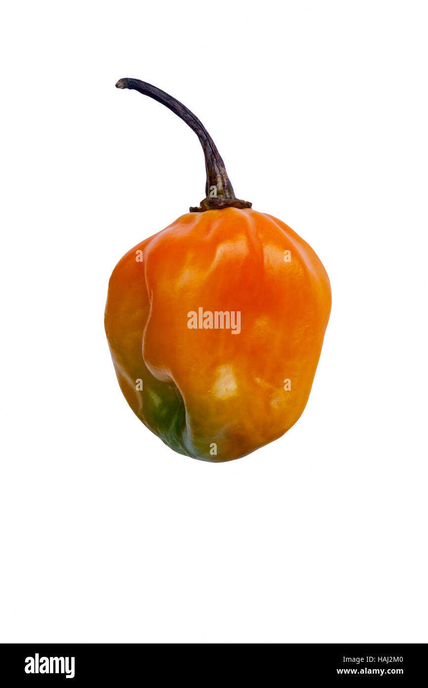 Jamaican hot pepper Stock Photo Alamy