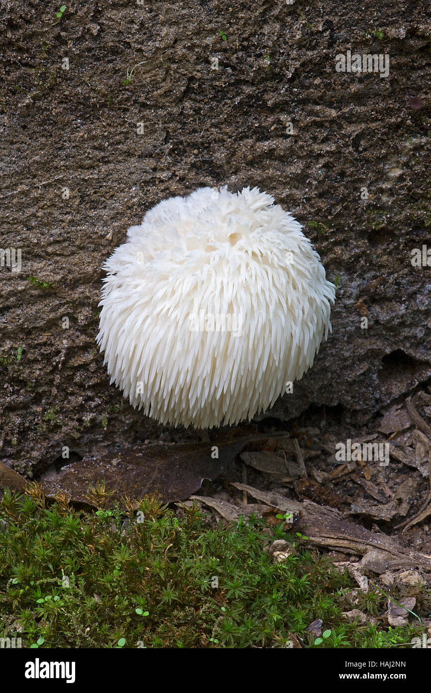 Lion's mane mushroom Stock Photo - Alamy