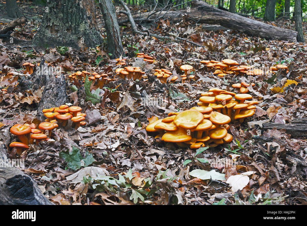 Jack O'Lantern mushrooms Stock Photo Alamy