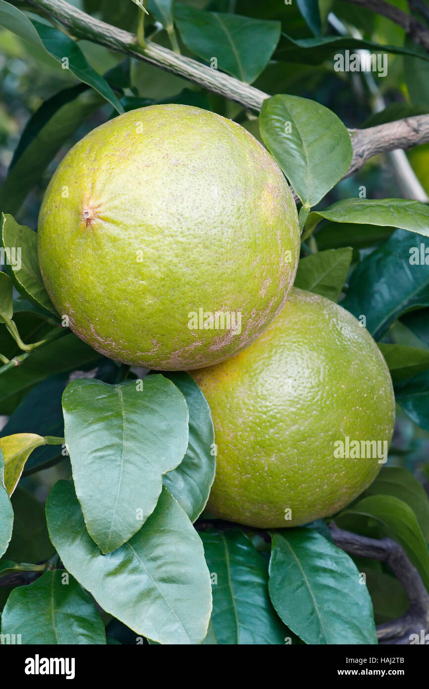 Bergamot orange fruits Stock Photo Alamy